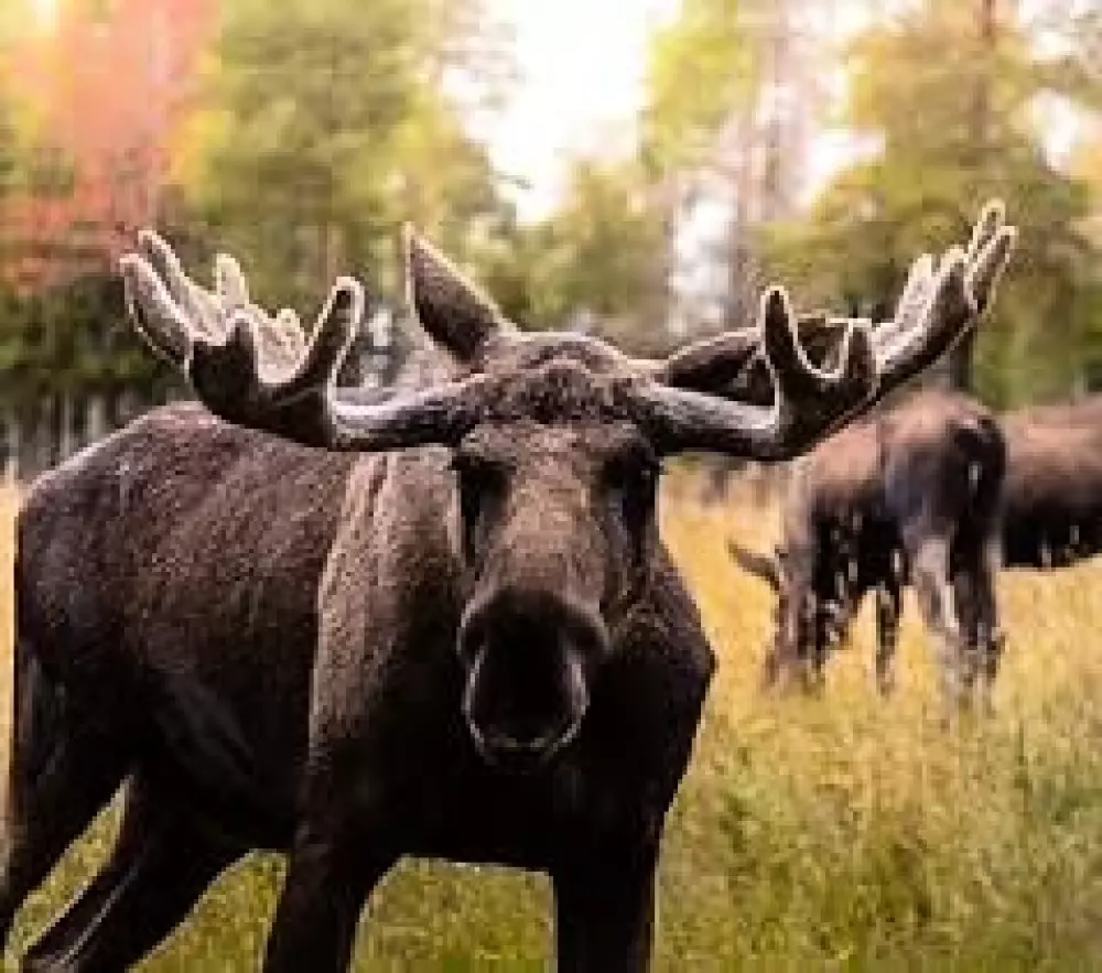 Hammarstrands Camping 4 Stars★★★★