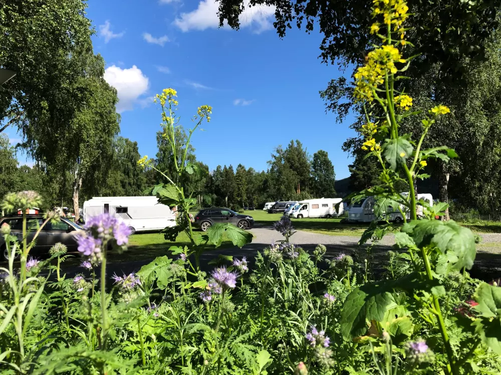 Hammarstrands Camping 4 Stars★★★★