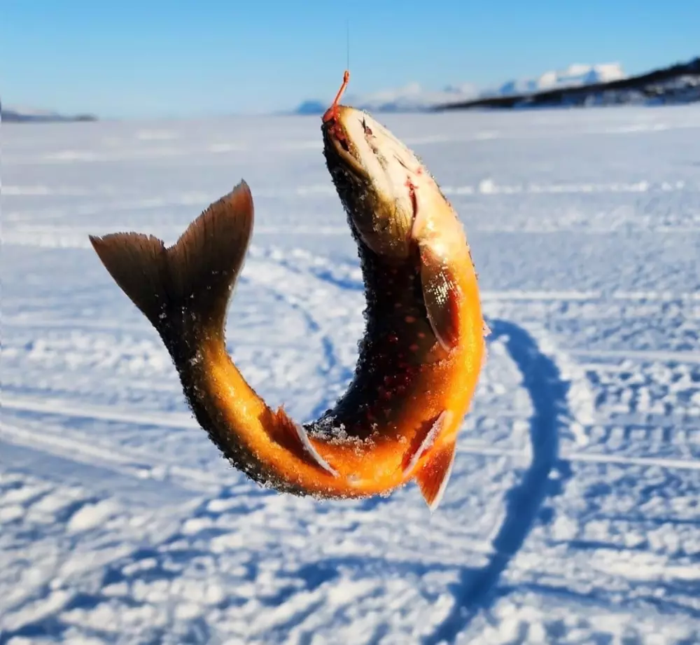 Hammarstrands Camping 4 Stars★★★★