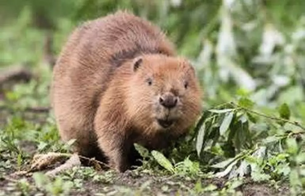 Hammarstrands Camping 4 Stars★★★★