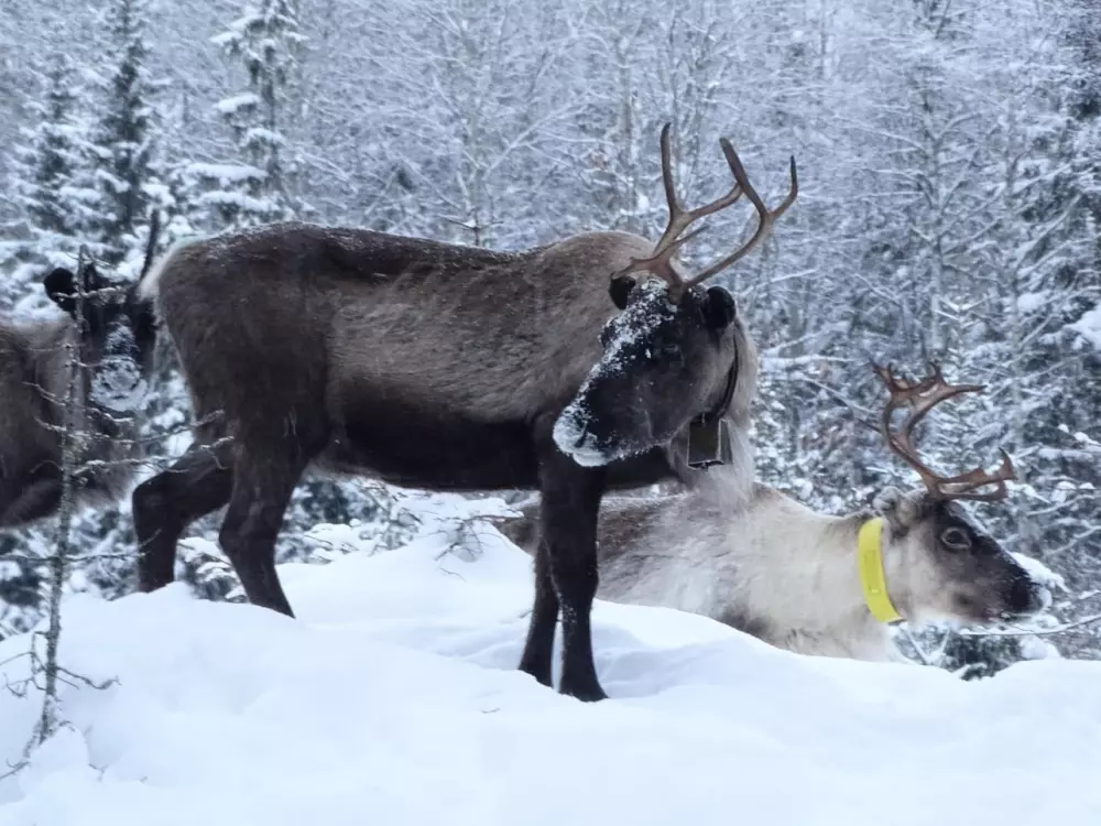 Hammarstrands Camping 4 Stars★★★★