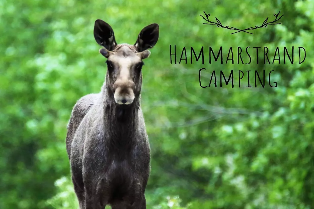 Hammarstrands Camping 4 Stars★★★★