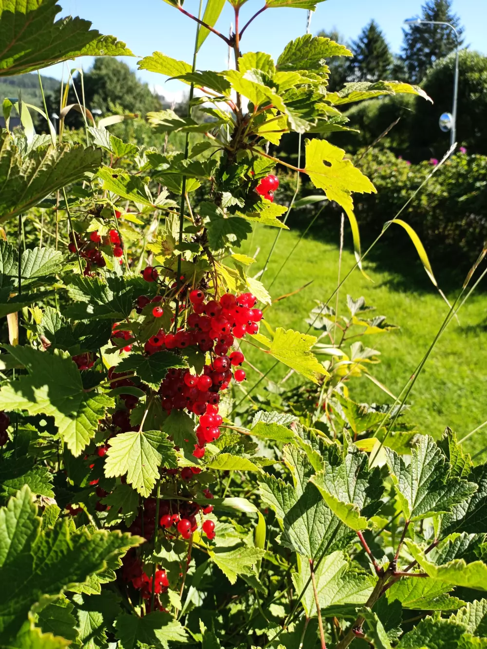 Hammarstrands Camping 4 Stars★★★★