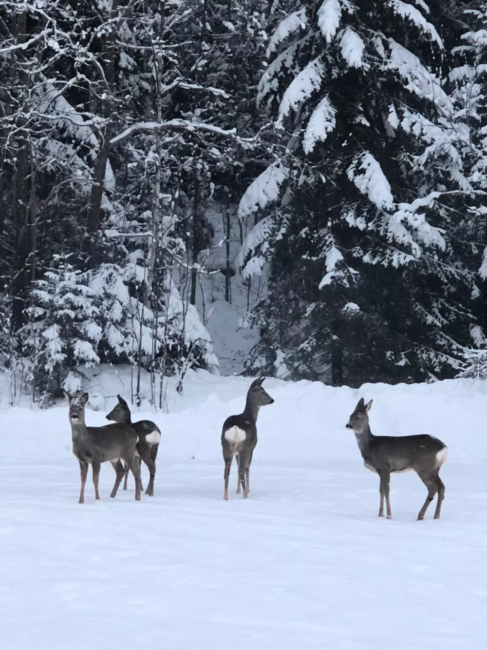 Hammarstrands Camping 4 Stars★★★★