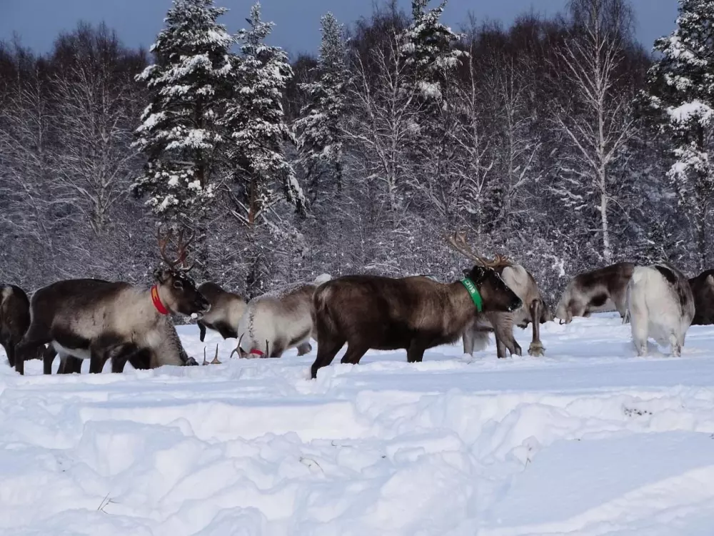 Hammarstrands Camping 4 Stars★★★★