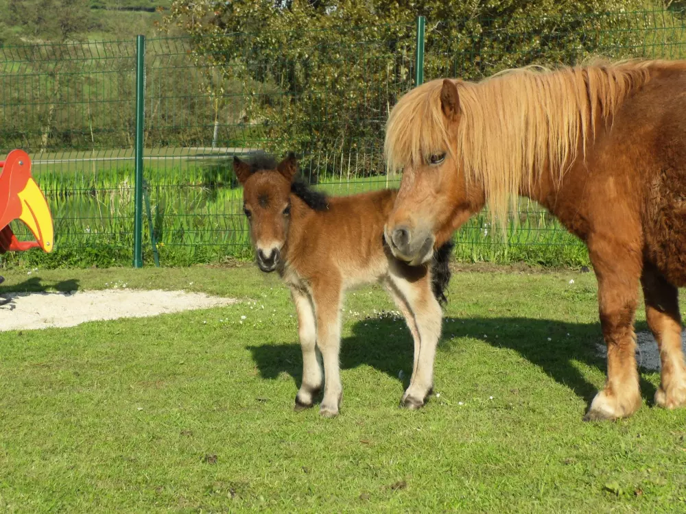 Camping Le Marqueval 4 Sterren★★★★