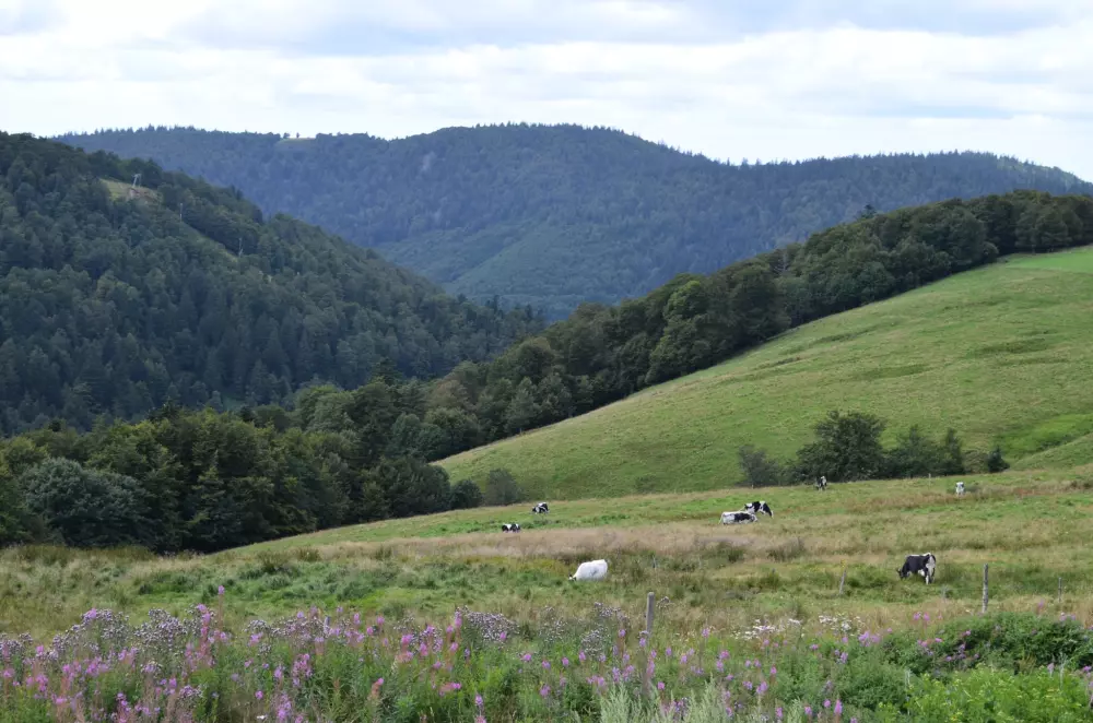 Domaine des Messires