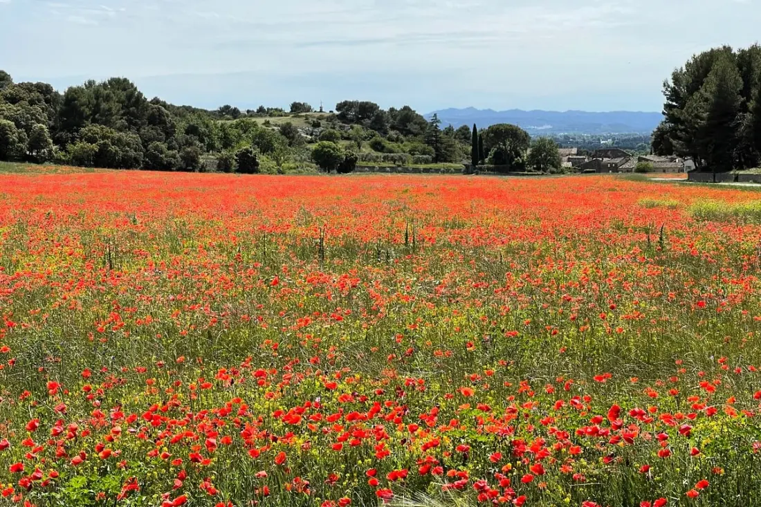 A Provence Napja alatt