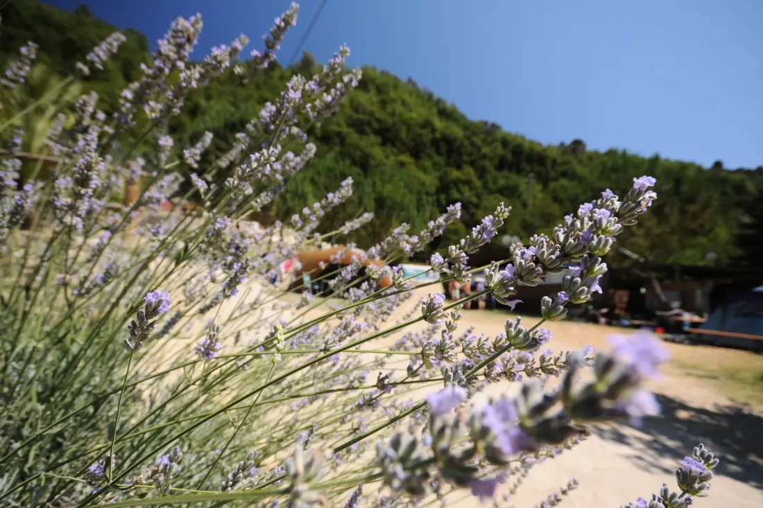 Camping Delle Rose 4 Stars★★★★