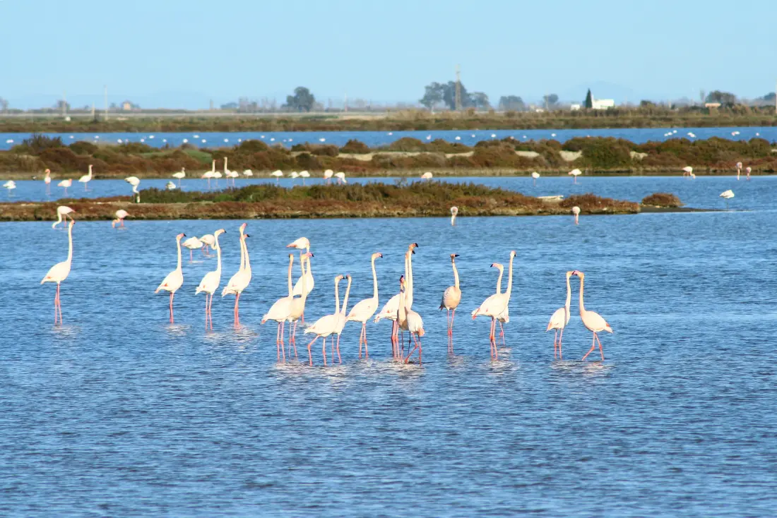 Camping Taiga Delta de l'Ebre 4 Sterne★★★★