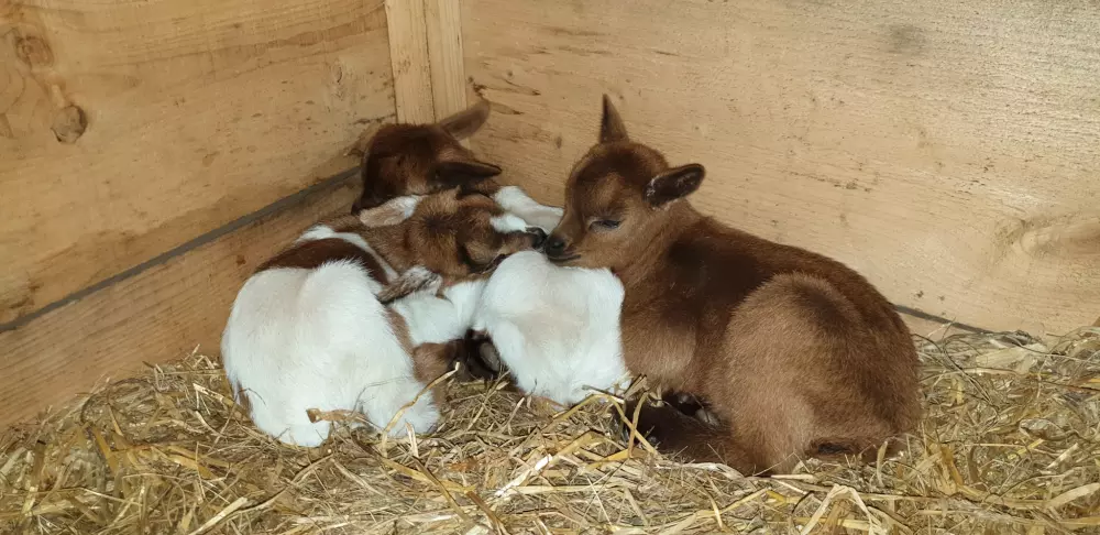 Kemping L'Eden 3 Csillagok★★★