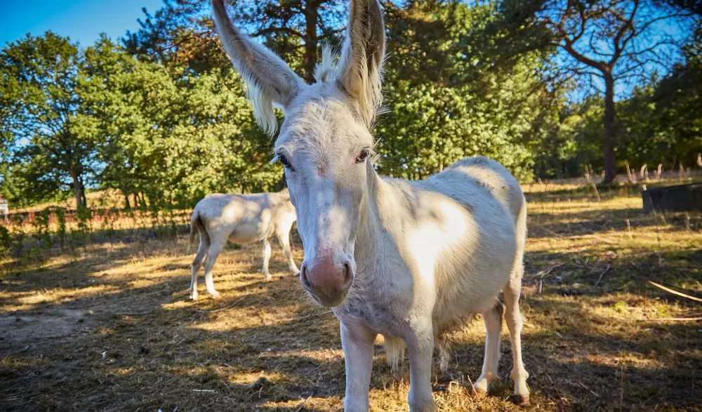 Camping Cœur de Vendée