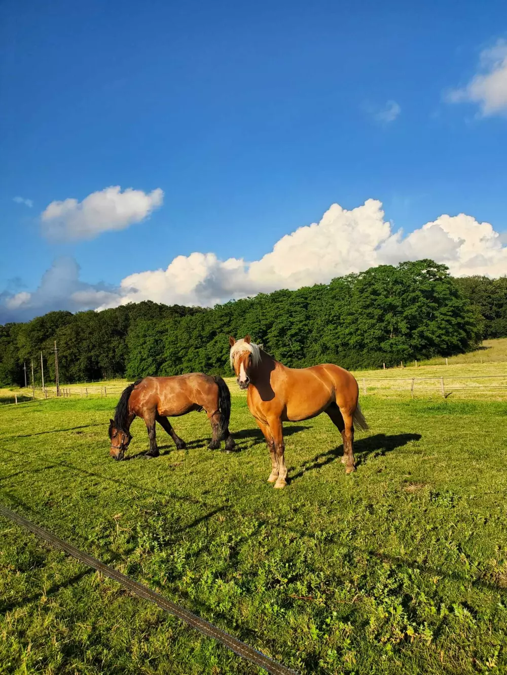 Ruban Garden - Parcel Tiny House