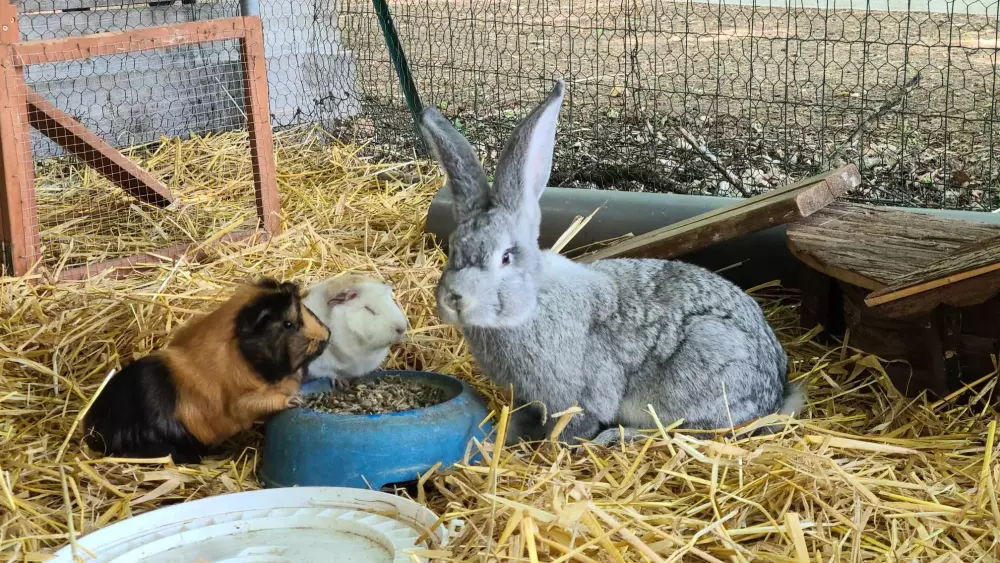 Campingplads Le Domaine du Bois Coquet Tæt på