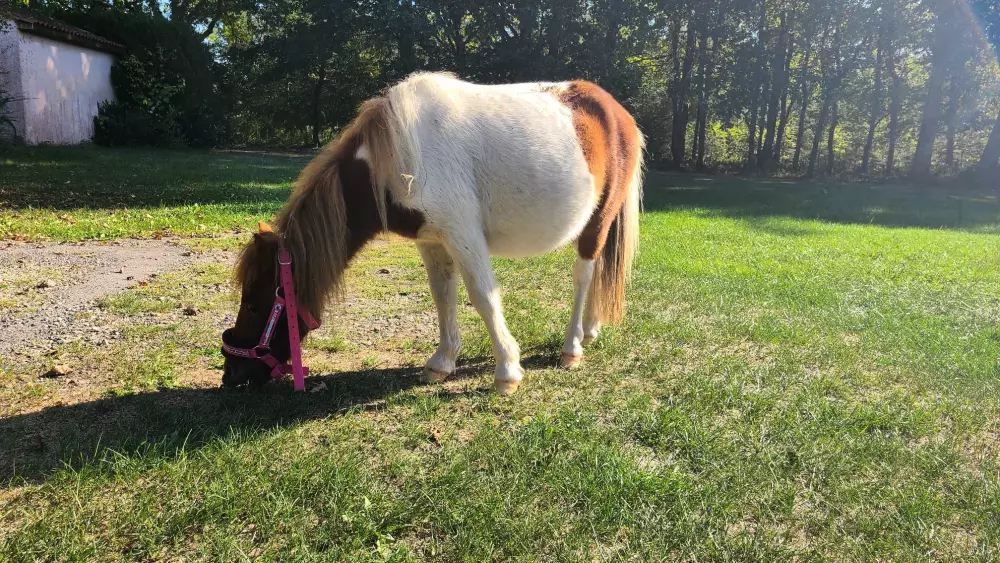 Campingplads Le Domaine du Bois Coquet Tæt på