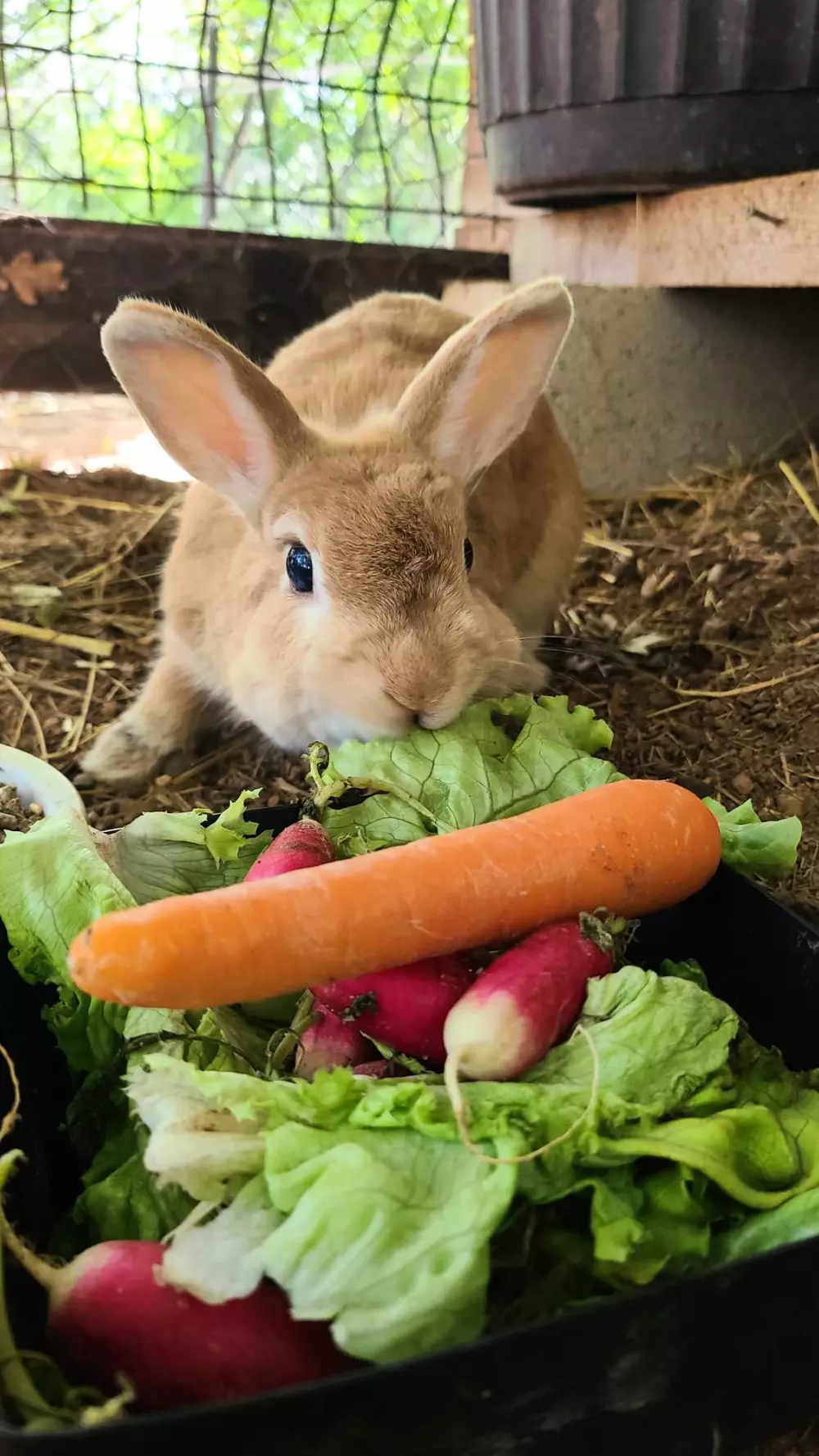 Campingplads Le Domaine du Bois Coquet Tæt på