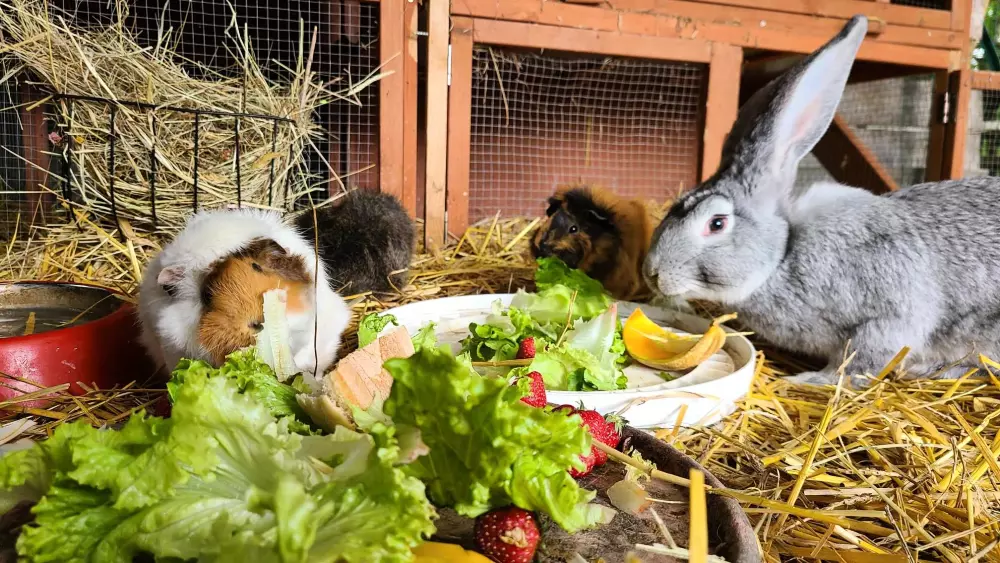Campingplads Le Domaine du Bois Coquet Tæt på