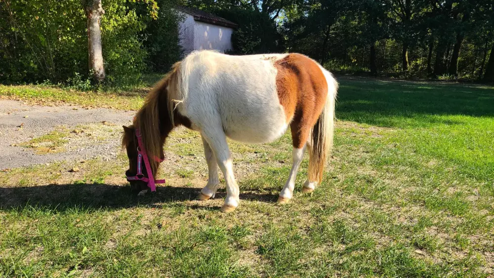 Campingplads Le Domaine du Bois Coquet Tæt på