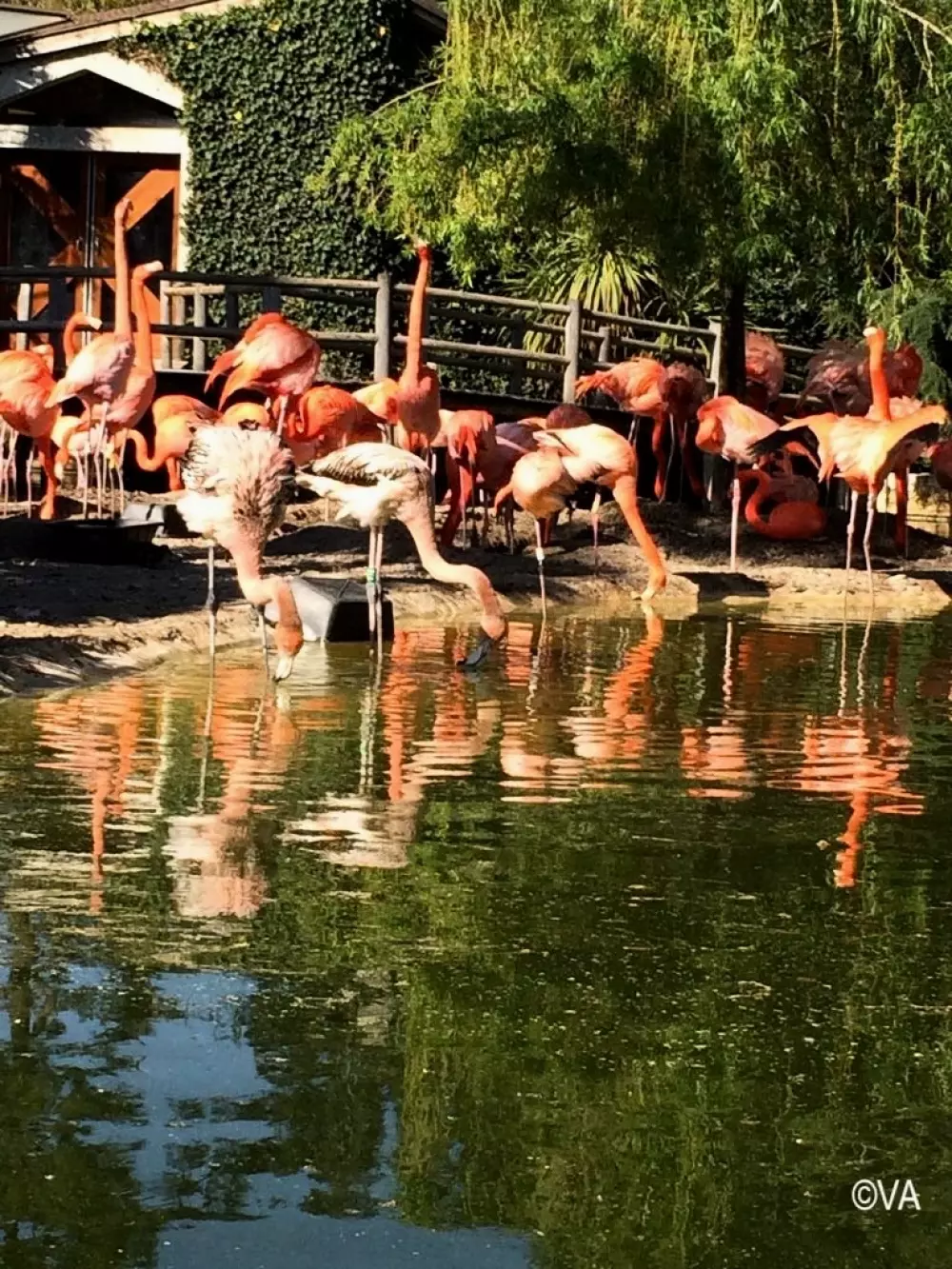 Camping Au Joyeux Faune - Ocean Mobilhomes