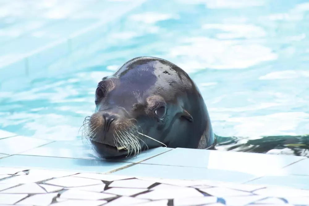 Camping Bonne dalszöveg: Anse Plage - Funpass nem nyújtott - by Ocean Mobilhomes Útvonalterv