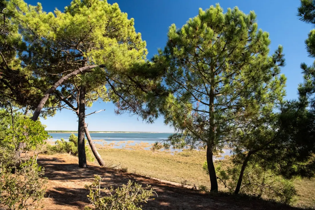 Camping Club La Côte Sauvage 5 Gwiazdy★★★★★ 5 Gwiazdy★★★★★ 5 Gwiazdy★★★★★ 5 Gwiazdy★★★★★ 5 Gwiazdy★★★★★ - MS Vacances