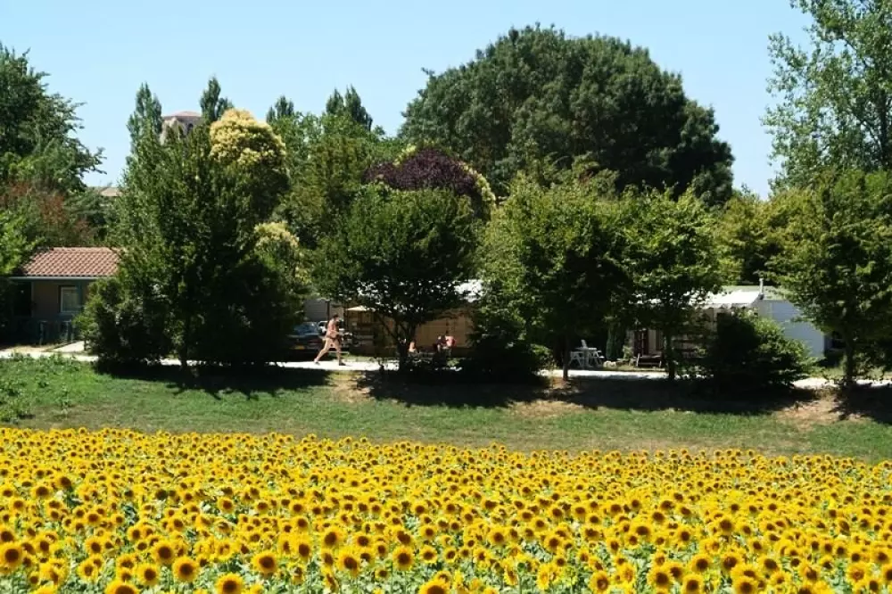 Le Camp de Florence (Vodatent)