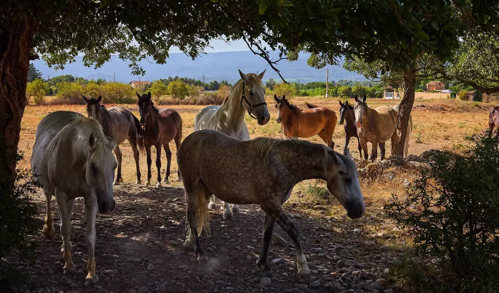 Camping Le Domaine des Iscles3 Sterren★★★