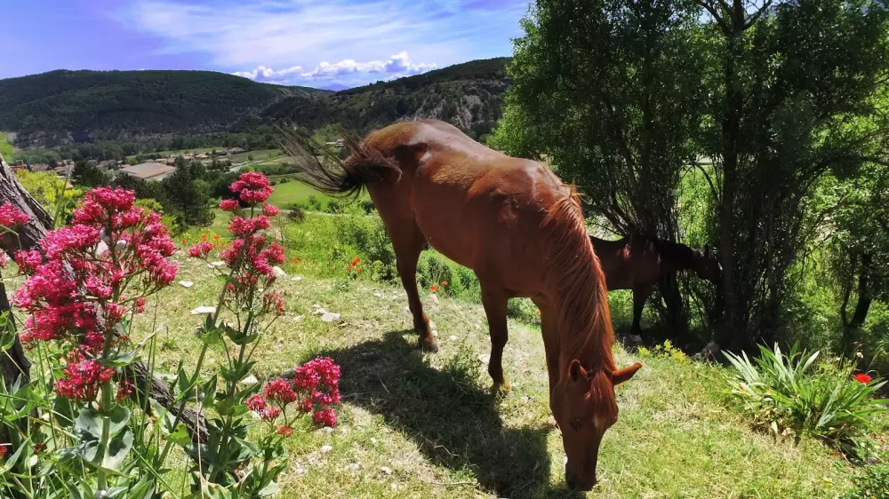 VVF Billeder af Lagrand