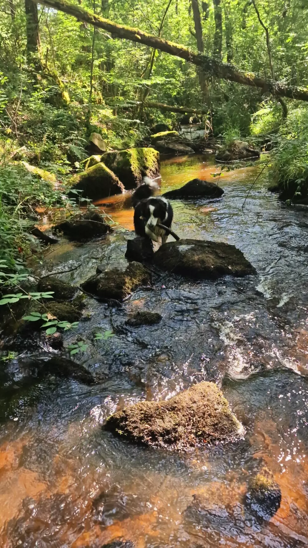 Campingplads Montard