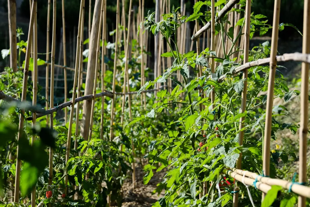 Camping Barco Reale 4 Estrellas★★★★