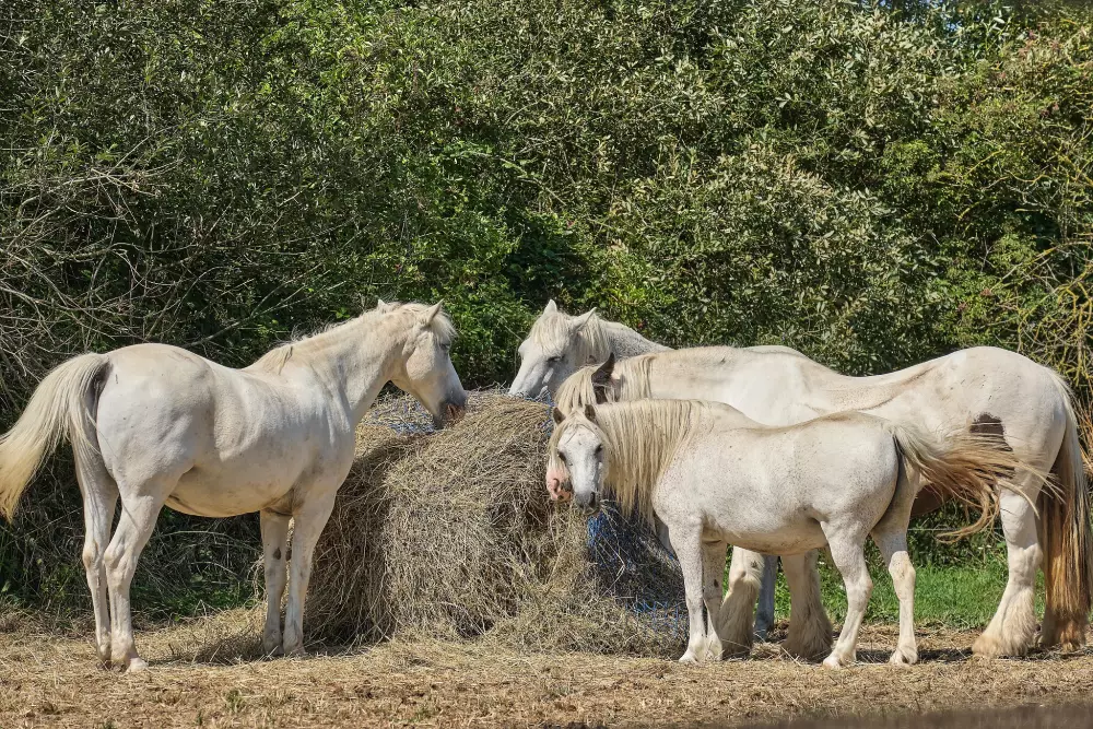 Camping Le Soleil de Saint Sieu