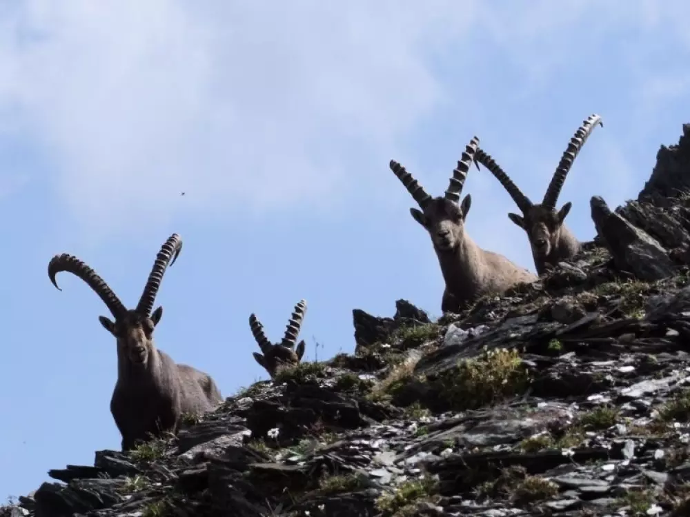 Kemping minőség l'Eden de la Vanoise 3 Csillagok★★★