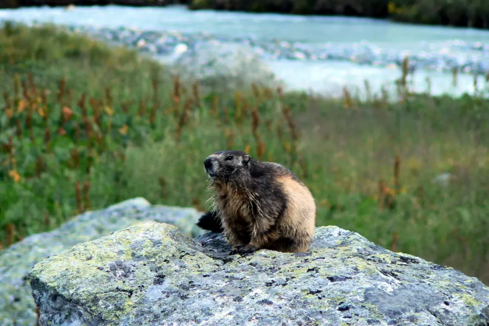 Kemping minőség l'Eden de la Vanoise 3 Csillagok★★★