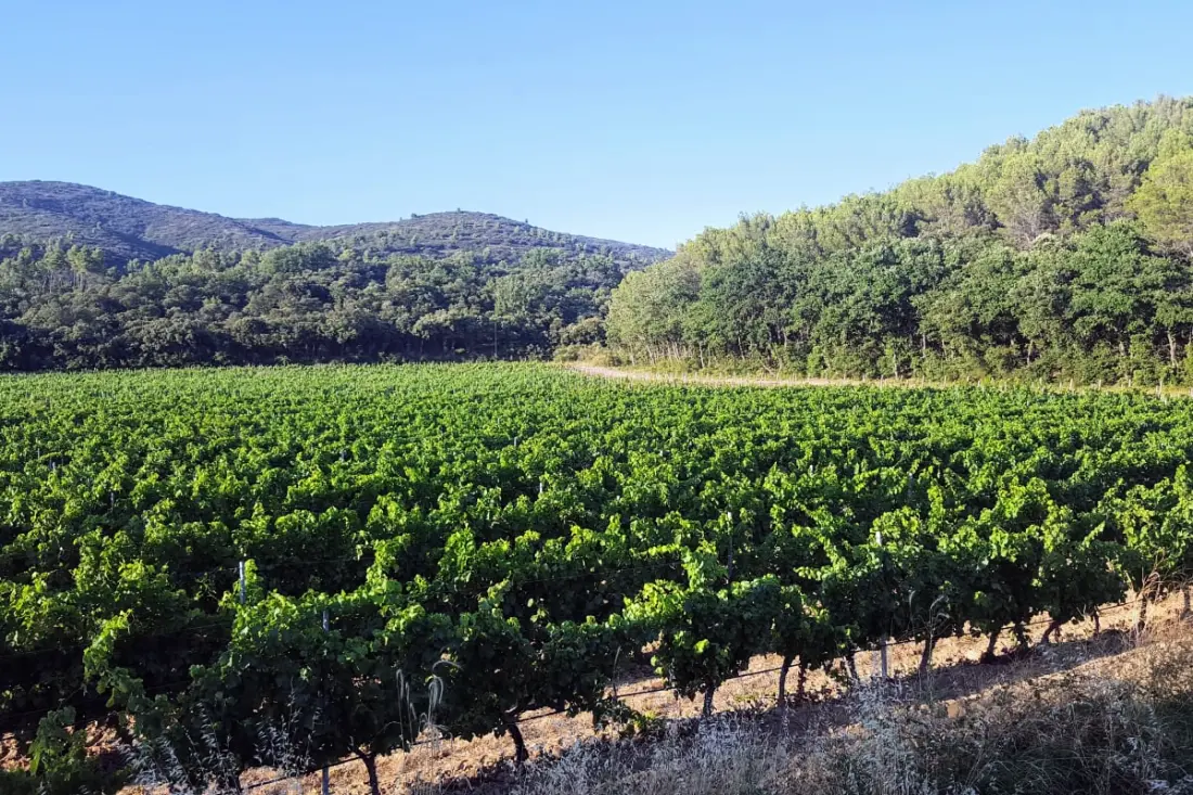 Maison Des Vignes: úszómedence és báj Laurisban