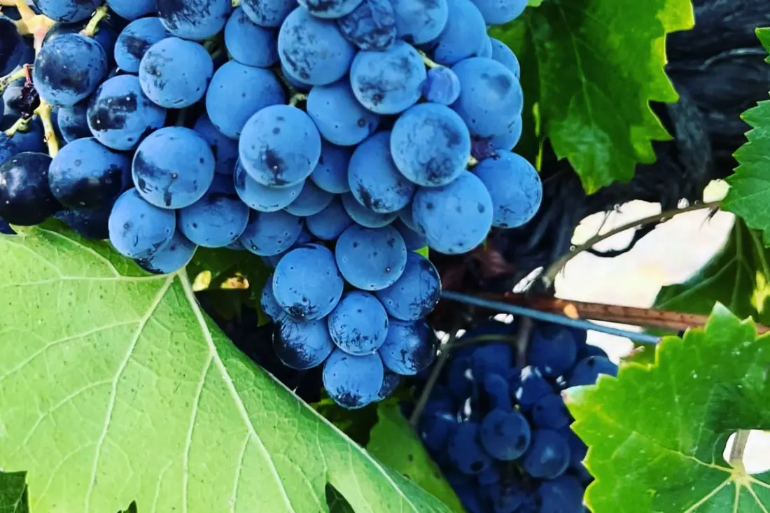 Maison Des Vignes: úszómedence és báj Laurisban