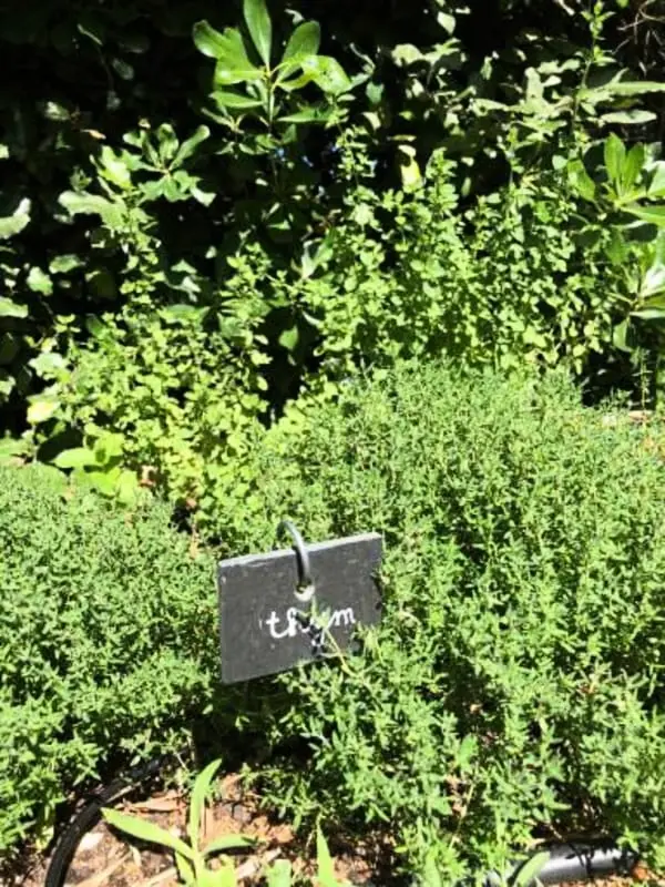 La Matina: Családi béke van egy Olive Garden-ben