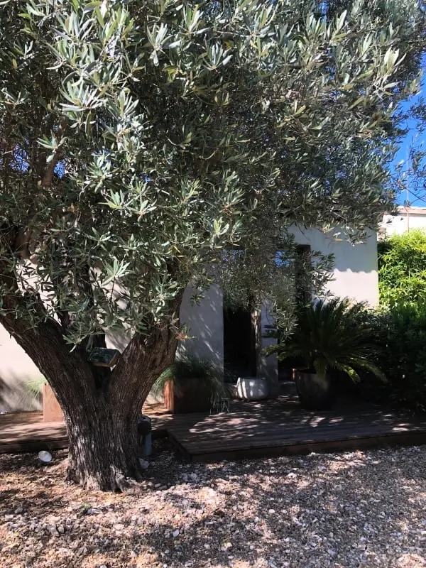 La Matina: Családi béke van egy Olive Garden-ben