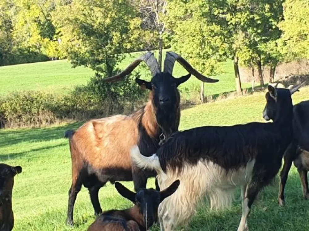 Campsite Les Rives D'Auzon 3 Stars★★★