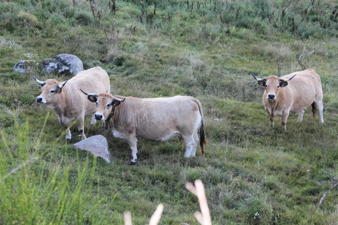 Gîte de France Das Haus von Castanet zwischen aubrac und Rand 3 Ohren
