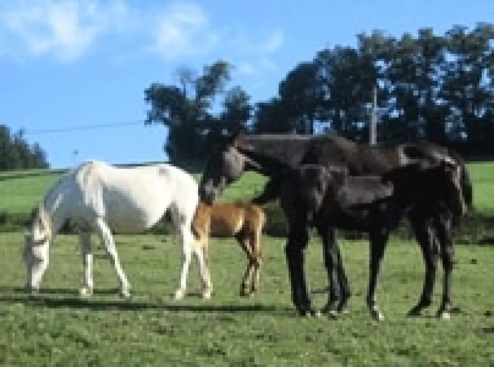 Camping le Grand Cerf 4 Sterren★★★★