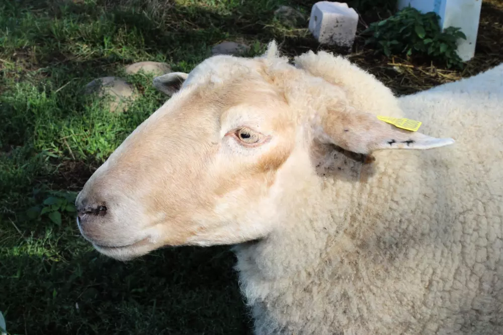 Camping le Grand Cerf 4 Sterren★★★★