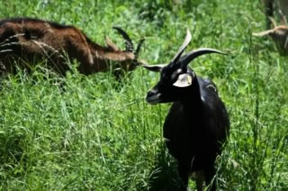 Camping le Grand Cerf 4 Sterren★★★★