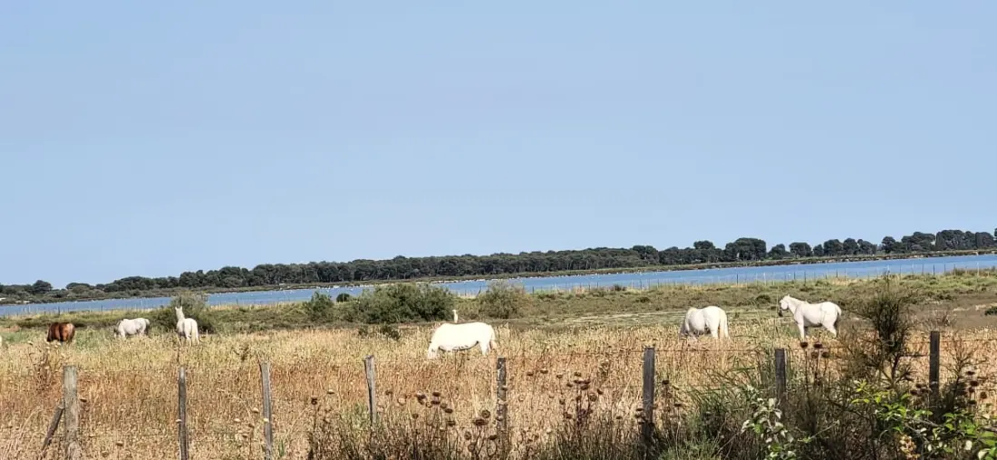 Résidence La Voile