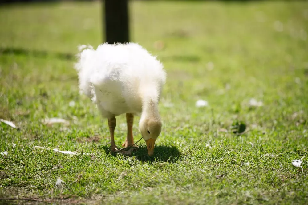 Camping Saint-Michel3 Sterren★★★