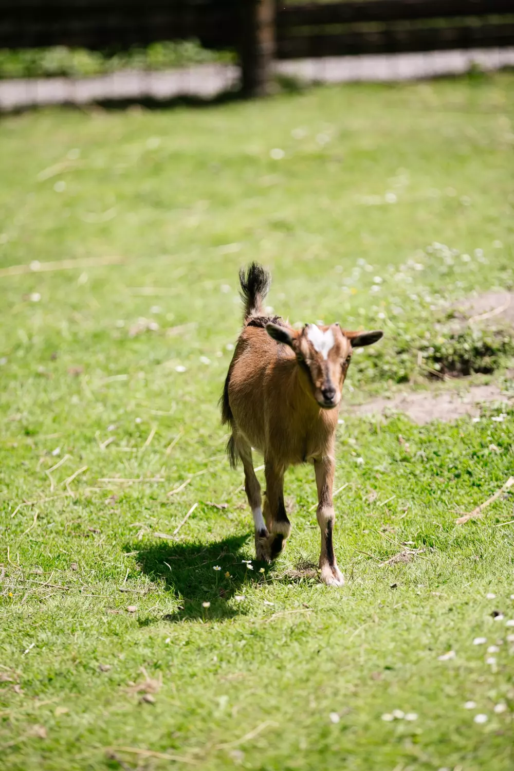 Camping Saint-Michel3 Sterren★★★