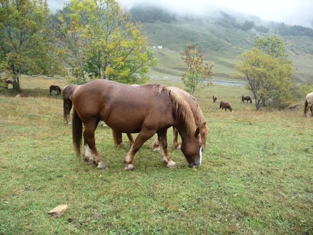 Campeggio LANDES OCEANES 8 Stelle★★★★★★★★