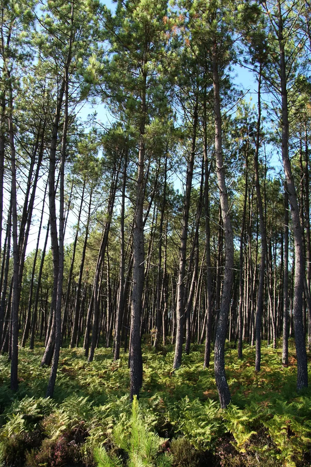 Campeggio LANDES OCEANES 8 Stelle★★★★★★★★