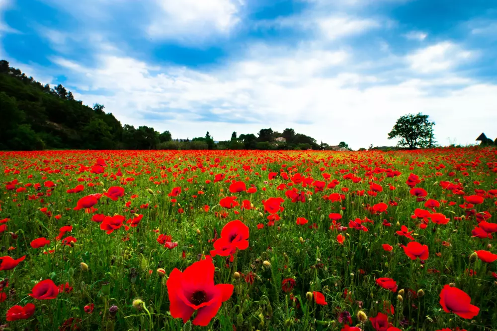 Campasun Camping Les Hautes Prairies 4 Sterren★★★★