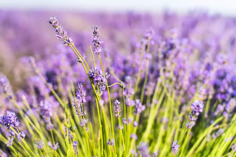 Campingplads CHAMP LA CHEVRE Reservedele