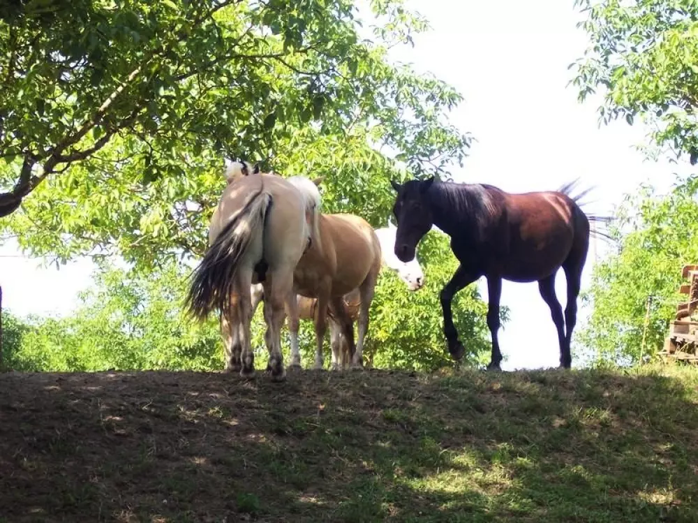 Domaine de Corneuil 3 Sterne★★★